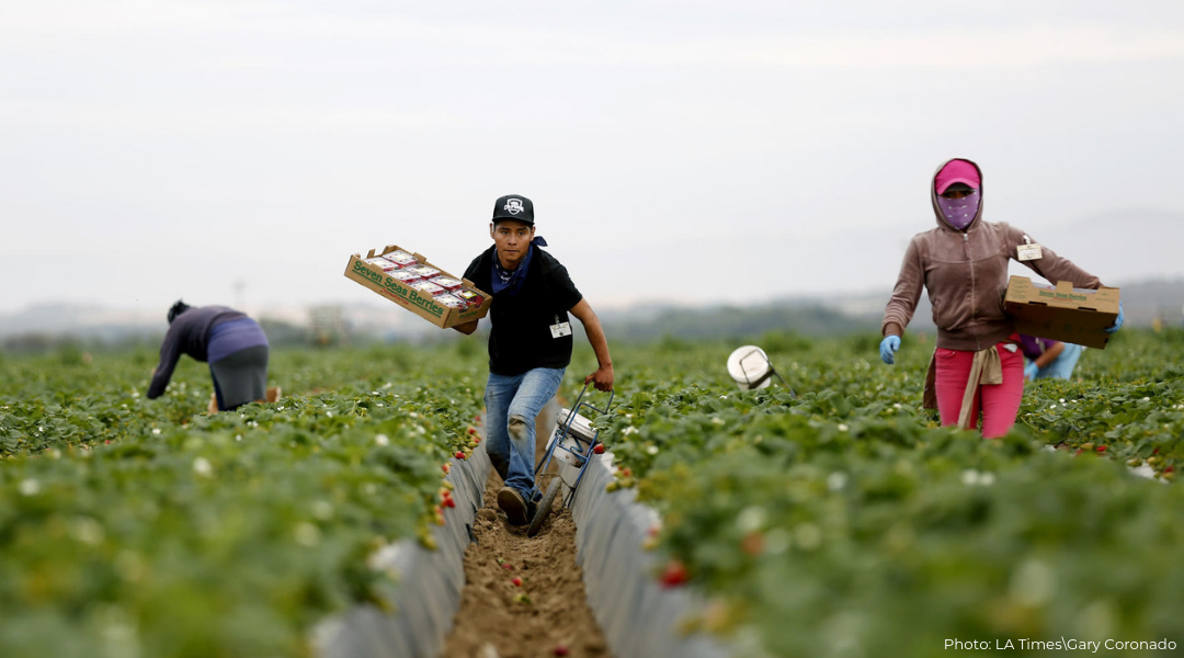 Male Latino migrant day laborers in the field working