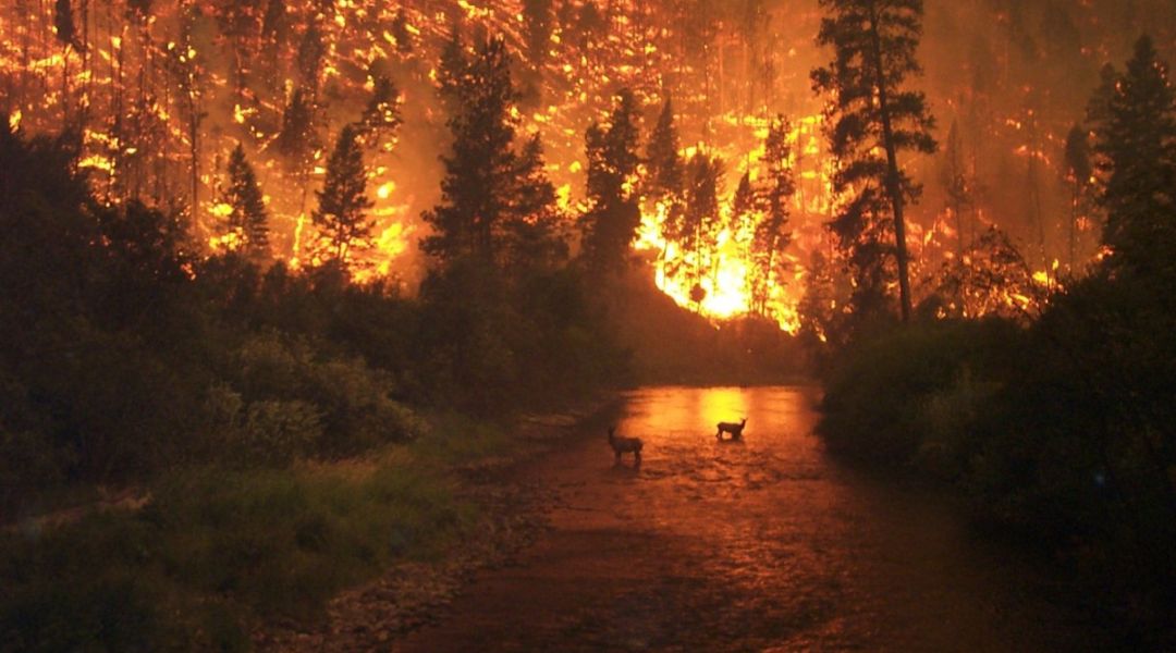 A recent fire in California